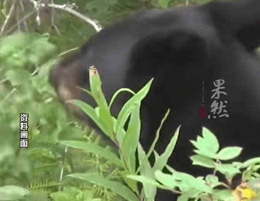 皇冠信用網出租代理
_西安一女子上山采摘山茱萸皇冠信用網出租代理
，突然被黑熊从身后扑倒撕咬了三四分钟，见她不再动弹后黑熊才离开！家属：头部、手腕及耳朵被咬伤