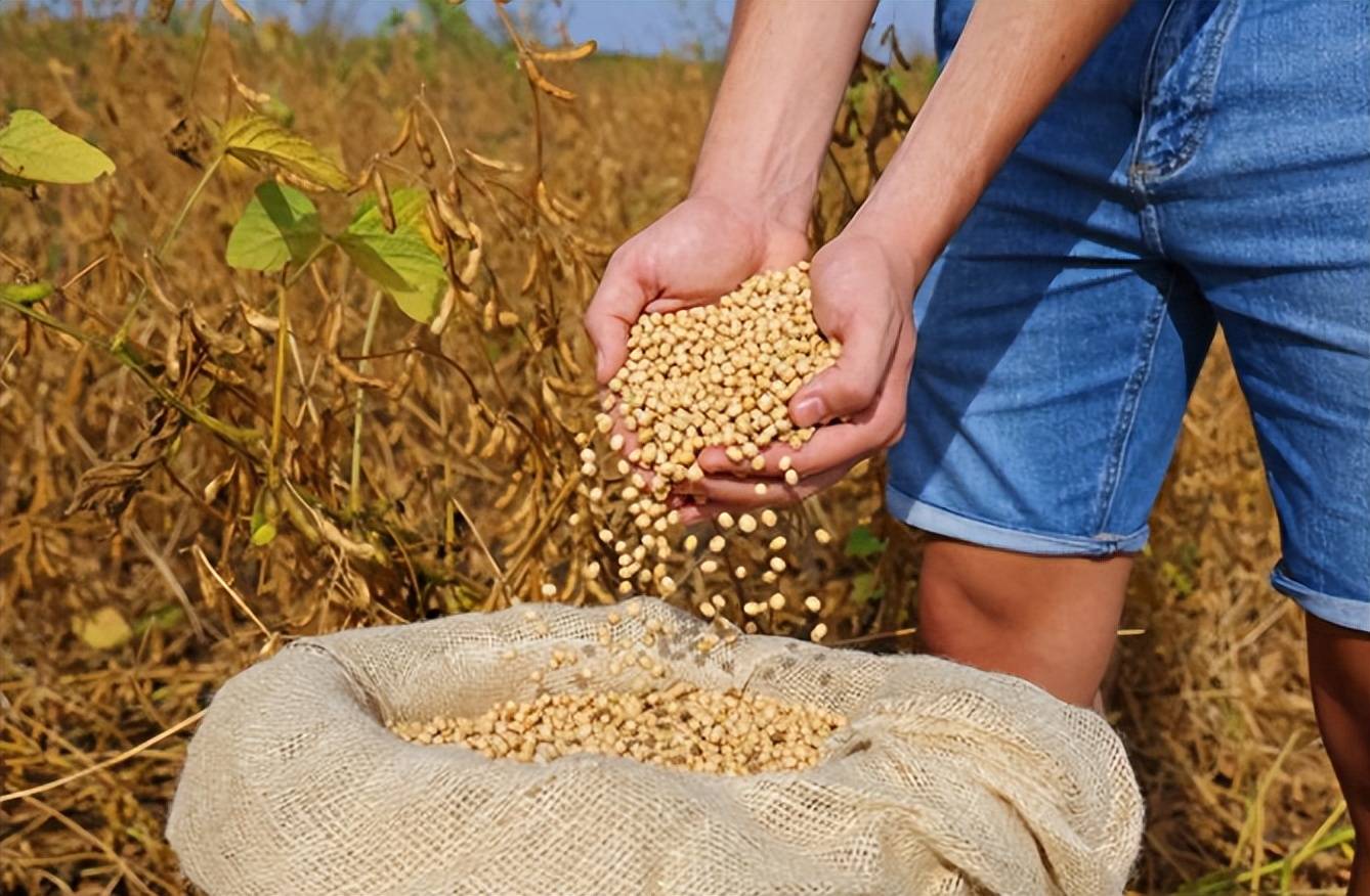 皇冠信用盘开户
_美国大豆比巴西豆贵还加税皇冠信用盘开户
，中国采购停滞不是违约，市场规律才是关键？